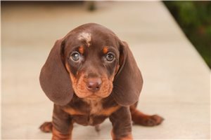 Ollie - Dachshund, Mini for sale