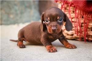 Erin - puppy for sale