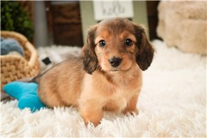 Blackjack - Dachshund, Mini for sale