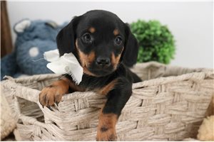 Rachel - puppy for sale