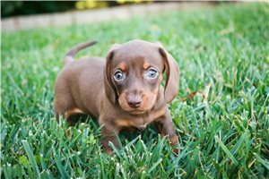 Novalee - puppy for sale