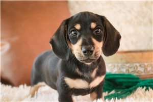 Enzo - Dachshund, Mini for sale