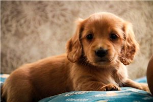 Bishop - Dachshund, Mini for sale