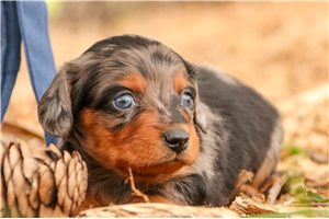 Hemsworth - Dachshund, Mini for sale