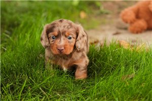 Rolly - Tweenie Dachshund for sale