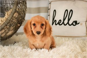 Brynn - Dachshund, Mini for sale