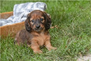 Jaime - Dachshund, Tweenie for sale