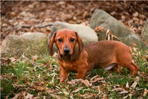 Niles - Dachshund, Mini for sale
