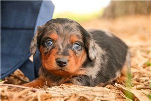 Hemsworth - Dachshund, Mini for sale