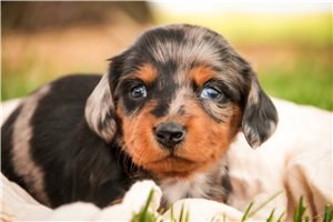 Letitia - Dachshund, Mini for sale