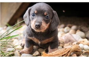 Reagan - puppy for sale