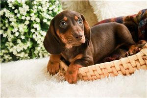 Elliott - Dachshund, Mini for sale