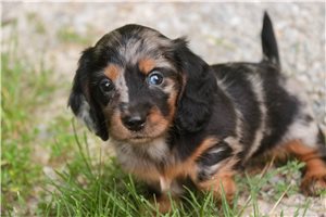 Juniper - Dachshund, Tweenie for sale