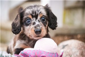 Kerri - puppy for sale