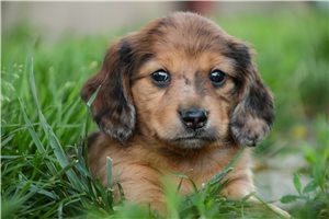 Jace - Dachshund, Tweenie for sale