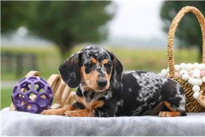 Zelda - Dachshund, Mini for sale