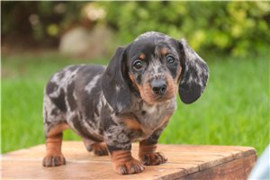 Orlando - Dachshund, Mini for sale