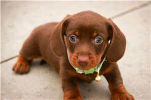 Griffith - Dachshund, Mini for sale