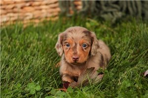 Raider - puppy for sale