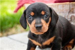 Renee - Dachshund, Mini for sale