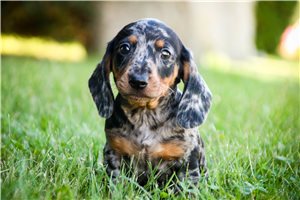 Nino - puppy for sale