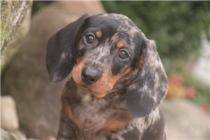 Orlando - Dachshund, Mini for sale