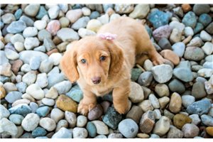 Kelsey - Dachshund, Mini for sale