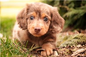 Kole - puppy for sale