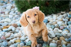 Kelsey - puppy for sale