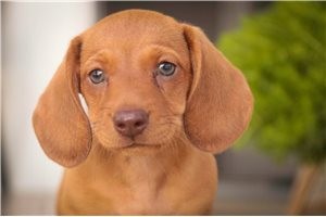 Fern - puppy for sale