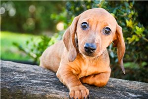 Nayeli - puppy for sale