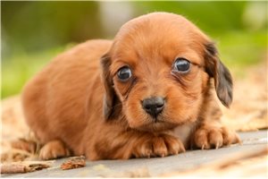 Widow - puppy for sale