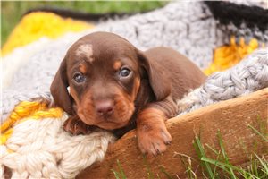 Ollie - puppy for sale