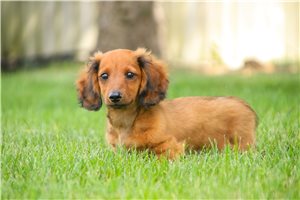 Stark - Dachshund, Mini for sale