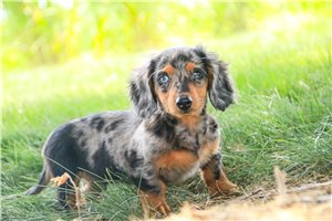 Hemsworth - Dachshund, Mini for sale