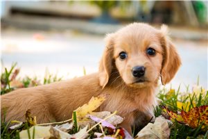 Hope - Dachshund, Tweenie for sale