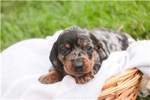 Orlando - puppy for sale