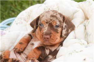 Ophelia - Dachshund, Mini for sale