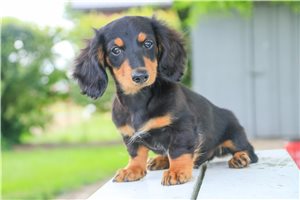 Biscuit - Mini Dachshund for sale