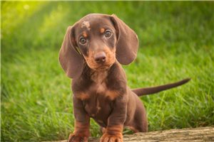 Ollie - Dachshund, Mini for sale