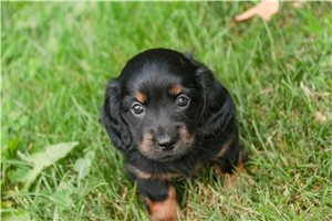 Jessica - Dachshund, Tweenie for sale