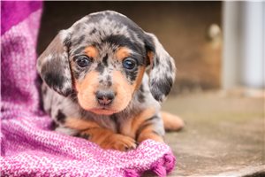 Rylee - puppy for sale