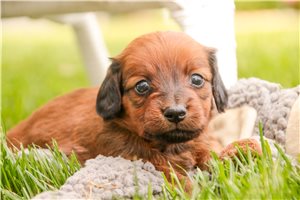 Stark - puppy for sale