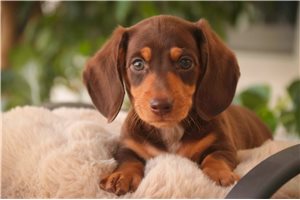 Foster - Dachshund, Tweenie for sale