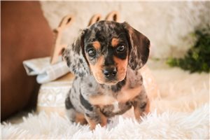 Ethan - Dachshund, Mini for sale