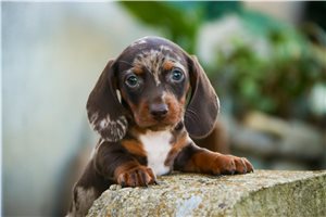 Nugget - puppy for sale