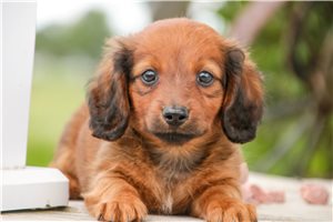 Stark - Dachshund, Mini for sale