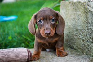 Nemo - puppy for sale