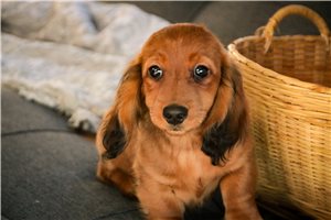 Blaine - Dachshund, Mini for sale