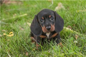 Octavius - Dachshund, Mini for sale
